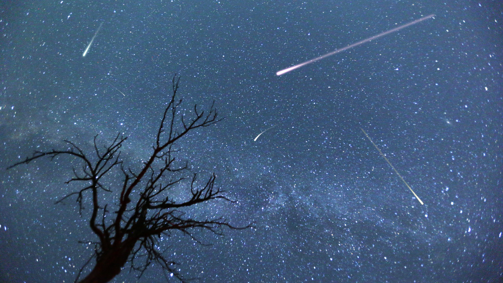 Composite image of shooting stars with a silhouette of a small tree during the 2015 Perseid meteor shower