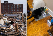 تم العثور على قطة على قيد الحياة بعد إعصار كنتاكي في أنقاض المباني
